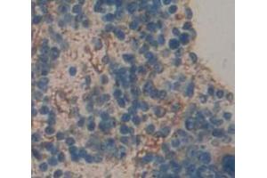 Figure. (ERAP2 antibody  (AA 41-271))