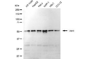 anti-TGF-beta Activated Kinase 1/MAP3K7 Binding Protein 1 (TAB1) antibody