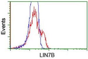 Flow Cytometry (FACS) image for anti-Lin-7 Homolog B (LIN7B) antibody (ABIN1499157) (LIN7B antibody)