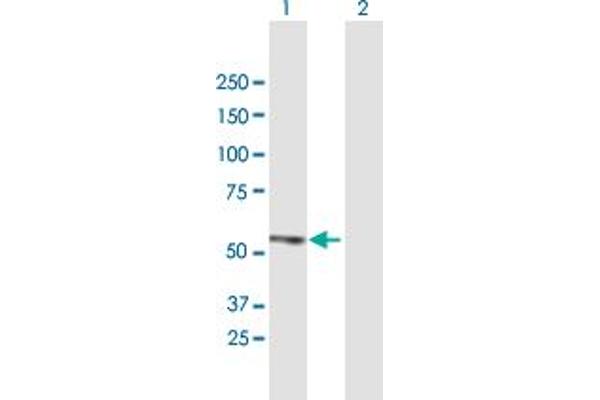 ZBTB14/ZFP161 antibody  (AA 1-449)