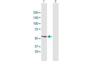 Western Blot analysis of ZFP161 expression in transfected 293T cell line by ZFP161 MaxPab polyclonal antibody.