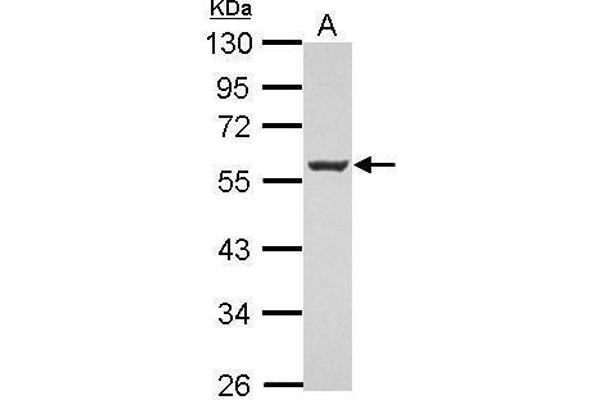 MEF2C antibody