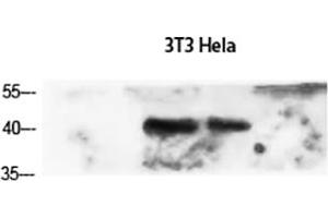 Western Blot analysis of 3T3 (1), Hela (2), diluted at 1:1500. (alpha-SMA (AA 171-220) antibody)