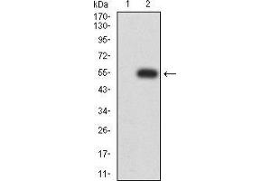 Western blot analysis using P2RX7 mAb against HEK293 (1) and P2RX7 (AA: 226-452)-hIgGFc transfected HEK293 (2) cell lysate. (P2RX7 antibody  (AA 226-452))