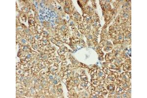 IHC-P: MTCO1 antibody testing of mouse liver tissue