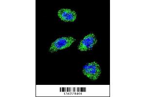 Confocal immunofluorescent analysis of POLG Antibody with Hela cell followed by Alexa Fluor 488-conjugated goat anti-rabbit lgG (green). (POLG antibody  (C-Term))