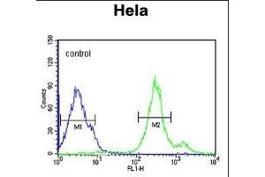 CYC1 Antibody (C-term) (ABIN651531 and ABIN2840281) flow cytometric analysis of Hela cells (right histogram) compared to a negative control cell (left histogram). (Cytochrome C1 antibody  (C-Term))
