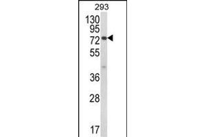 Western blot analysis of JAKMIP1 Antibody (Center) (ABIN652629 and ABIN2842419) in 293 cell line lysates (35 μg/lane). (JAKMIP1 antibody  (AA 270-297))