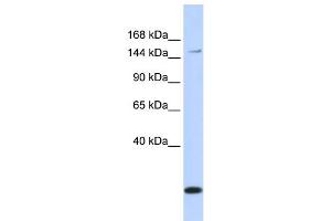 WB Suggested Anti-ABCC3 Antibody Titration:  0.