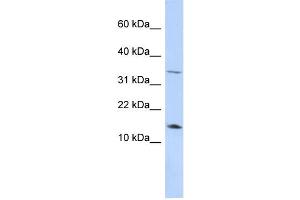 WB Suggested Anti-LEP Antibody Titration:  0. (Leptin antibody  (Middle Region))