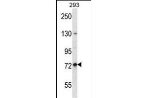 SPG7 Antibody (Center) (ABIN656408 and ABIN2845702) western blot analysis in 293 cell line lysates (35 μg/lane).