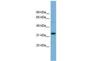 Image no. 1 for anti-Olfactory Receptor, Family 6, Subfamily C, Member 68 (OR6C68) (N-Term) antibody (ABIN6743311) (OR6C68 antibody  (N-Term))