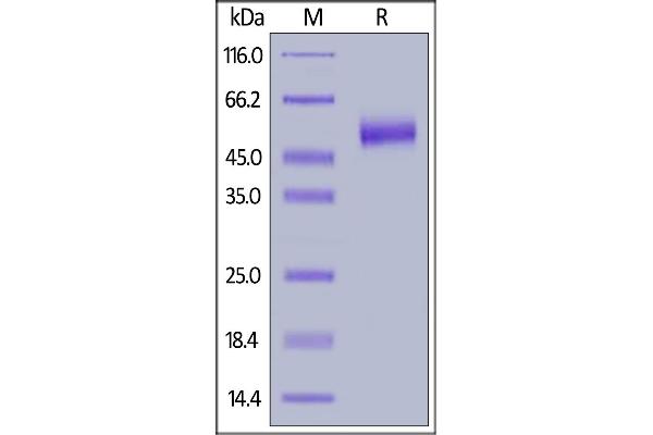 IL13RA2 Protein (AA 27-343) (His tag)
