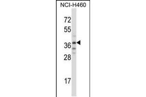 Western blot analysis in NCI-H460 cell line lysates (35ug/lane). (TRIM31 antibody  (C-Term))