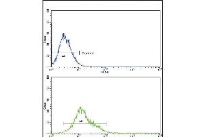 CYP8B1 Antibody (C-term) (ABIN652734 and ABIN2842486) flow cytometric analysis of k562 cells (bottom histogram) compared to a negative control cell (top histogram). (CYP8B1 antibody  (C-Term))