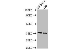 Western Blot Positive WB detected in: SH-SY5Y whole cell lysate, 293 whole cell lysate All lanes: GAS1 antibody at 3. (GAS1 antibody  (AA 248-318))
