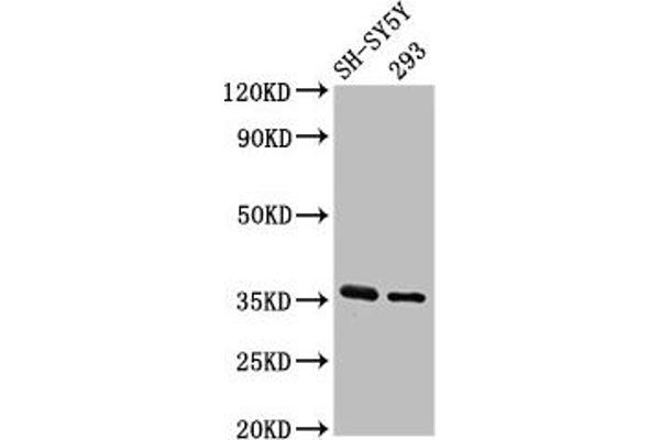 GAS1 anticorps  (AA 248-318)