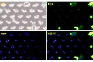 PC3-MM2 cells were stained with CDH11-FITC labeled monoclonal antibody (Green). (OB Cadherin antibody  (AA 54-612))