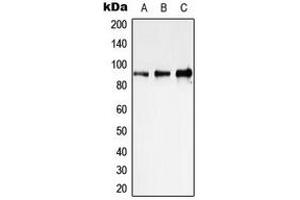 Western blot analysis of STAT1 expression in HeLa (A), NIH3T3 (B), PC12 (C) whole cell lysates.