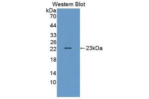 Western blot analysis of the recombinant protein. (IFNA antibody  (AA 24-195))
