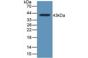 Detection of Recombinant HJV, Human using Monoclonal Antibody to Hemojuvelin (HJV) (HFE2 antibody  (AA 29-401))