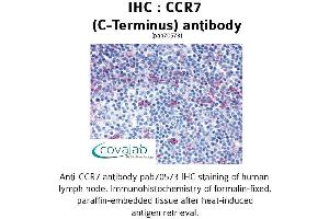 Image no. 1 for anti-Chemokine (C-C Motif) Receptor 7 (CCR7) (C-Term) antibody (ABIN1732780) (CCR7 antibody  (C-Term))