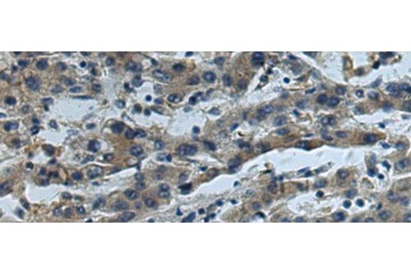 Cullin 5 antibody