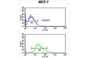 KRT1 Antibody (Center) flow cytometric analysis of MCF-7 cells (bottom histogram) compared to a negative control cell (top histogram). (Cytokeratin 1 antibody  (Middle Region))