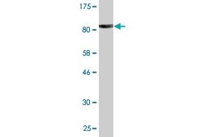 Western Blot detection against Immunogen (84. (PITRM1 antibody  (AA 1-534))