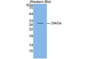 Western Blotting (WB) image for anti-Signal-Regulatory Protein beta 1 (SIRPB1) (AA 127-356) antibody (ABIN1870890) (SIRPB1 antibody  (AA 127-356))