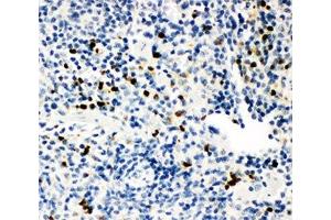 IHC-P: MPO antibody testing of mouse spleen tissue (Myeloperoxidase antibody  (AA 406-745))