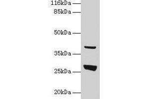 Western blot All lanes: Gamt antibody at 2 μg/mL + Rat liver tissue Secondary Goat polyclonal to rabbit IgG at 1/10000 dilution Predicted band size: 27 kDa Observed band size: 27 kDa
