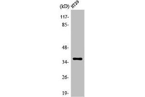 Western Blot analysis of A549 cells using Olfactory receptor 51T1 Polyclonal Antibody (OR51T1 antibody  (Internal Region))
