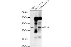 Immunoprecipitation analysis of 300 μg extracts of 293T cells using 3 μg E2F6 antibody (ABIN7266876). (E2F6 antibody)