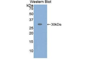 Western Blotting (WB) image for anti-Activating Transcription Factor 6 (ATF6) (AA 423-646) antibody (ABIN1858094) (ATF6 antibody  (AA 423-646))