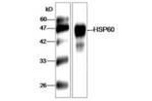Image no. 1 for anti-60 kDa Chaperonin (GroL) (AA 72-478) antibody (ABIN791610) (60 kDa Chaperonin (GroL) (AA 72-478) antibody)