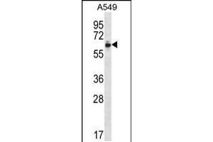 Western blot analysis in A549 cell line lysates (35ug/lane). (ZNF417 antibody  (AA 136-164))