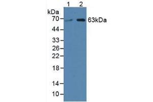 Figure. (SPTLC3 antibody  (AA 80-563))