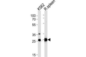 SLC25A37 antibody