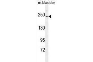 RICTOR Antibody (C-term) (ABIN391385 and ABIN2841393) western blot analysis in mouse bladder tissue lysates (35 μg/lane). (RICTOR antibody  (C-Term))