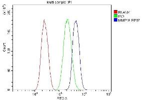 anti-Matrix Metallopeptidase 16 (Membrane-inserted) (MMP16) (AA 120-296) antibody