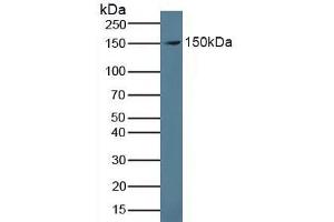 Detection of PRG4 in Human Serum using Polyclonal Antibody to Proteoglycan 4 (PRG4) (Proteoglycan 4 antibody  (AA 1151-1241))