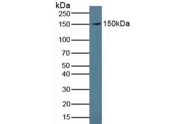 Proteoglycan 4 antibody  (AA 1151-1241)