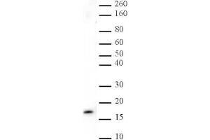 Histone H3 trimethyl Lys27 antibody tested by Western blot. (Histone 3 antibody  (H3K27me3))