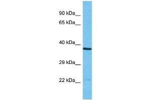 Western Blotting (WB) image for anti-Olfactory Receptor, Family 1, Subfamily N, Member 1 (OR1N1) (C-Term) antibody (ABIN2791716)