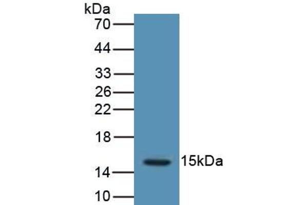 LHB antibody  (AA 23-141)