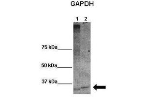 Zebrafish embryo (GAPDH antibody  (Middle Region))