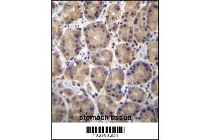 RPL27 Antibody immunohistochemistry analysis in formalin fixed and paraffin embedded human stomach tissue followed by peroxidase conjugation of the secondary antibody and DAB staining. (RPL27 antibody  (C-Term))