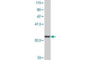 Western Blot detection against Immunogen (35. (TNFSF8 antibody  (AA 153-234))