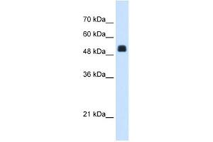NAGS antibody used at 1. (NAGS antibody  (C-Term))